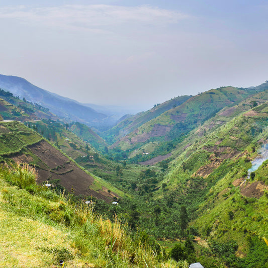 Single Origin UGANDA  |  Medium Roast | Profile: Floral, Chocolate, Dark Fruits  |  Acidity: Mild